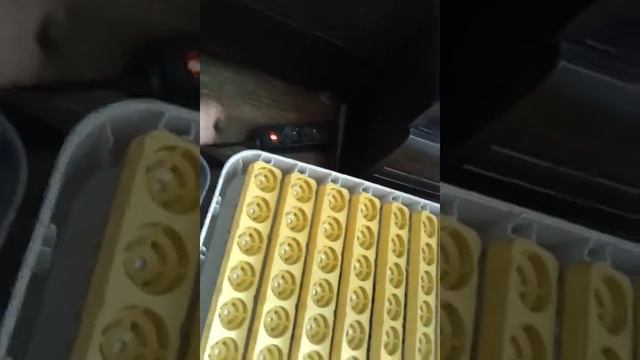 Инкубатор от алиэкспресса смотреть онлайн