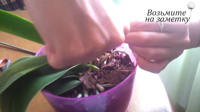 Как обрезать засохший цветонос орхидеи - уход за цветами фаленопсиса. смотреть онлайн