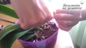 Как обрезать засохший цветонос орхидеи - уход за цветами фаленопсиса.