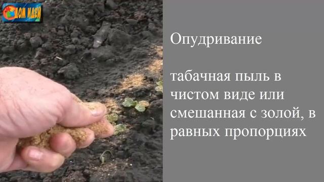 Как применять табачную пыль [Рецепт использования табачной пыли] смотреть онлайн