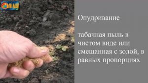 Как применять табачную пыль [Рецепт использования табачной пыли]