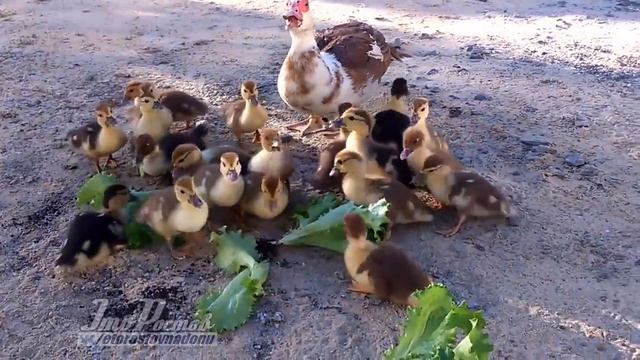 Индоутята в селе Самарском Ростовской области смотреть онлайн