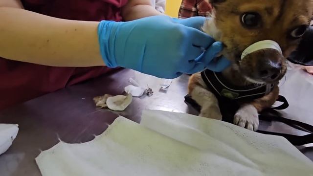Похищение собаки средь белого дня ? смотреть онлайн