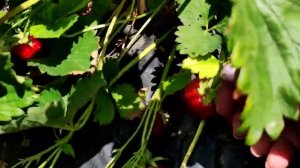 Самый устойчивый сорт клубники в нашей коллекции. Прими (КСД).