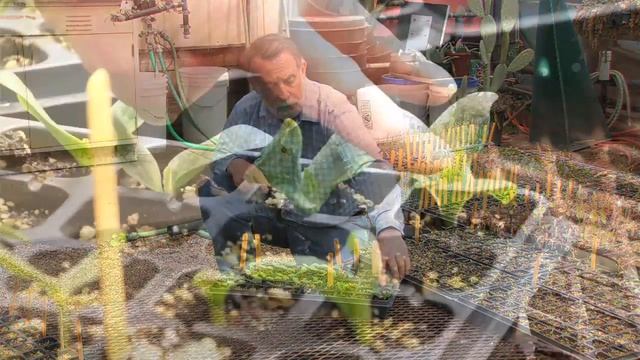 Cotyledon & True Leaves on Transplants смотреть онлайн