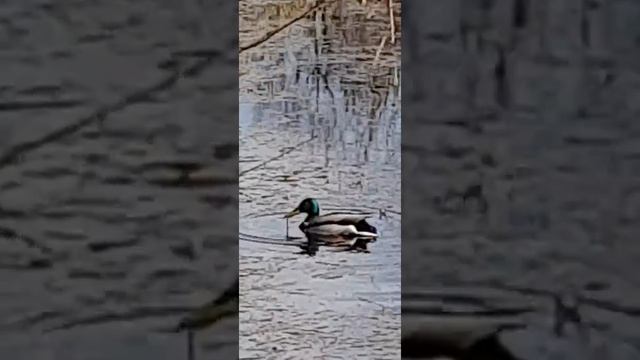 Чем питаются утки. Дикие животные. смотреть онлайн