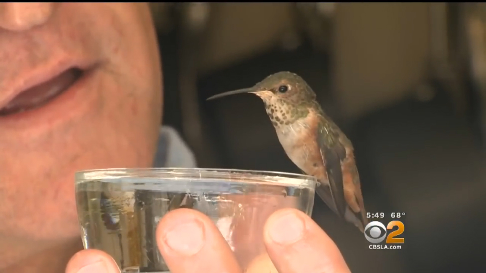 Домашняя колибри смотреть онлайн
