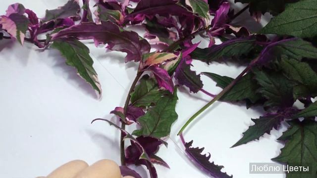 Монолог про цветок - Гинура и Гинура вариегатная (Gynura & Gynura variegata) смотреть онлайн