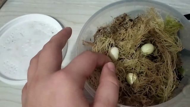 бенины снесли кладку? смотреть онлайн