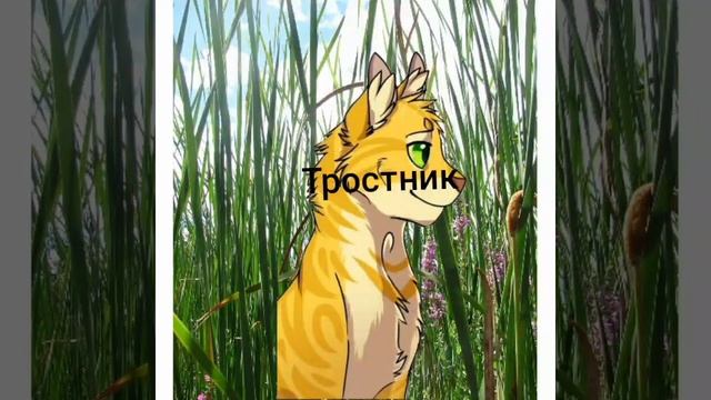 Имена персонажей, названия предметов вместе с именами котов-воителей ( 2 часть ) смотреть онлайн
