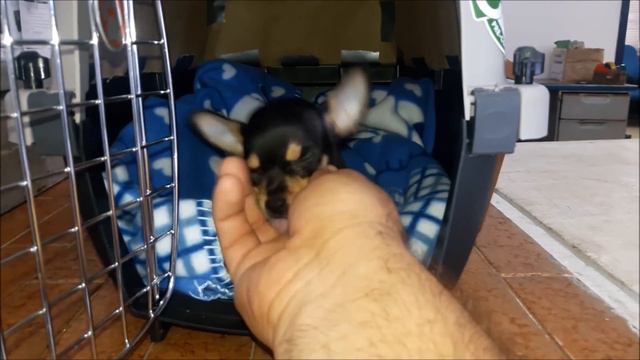 Markus un simpatico chihuahua que empieza su viaja a Santiago de Chile смотреть онлайн