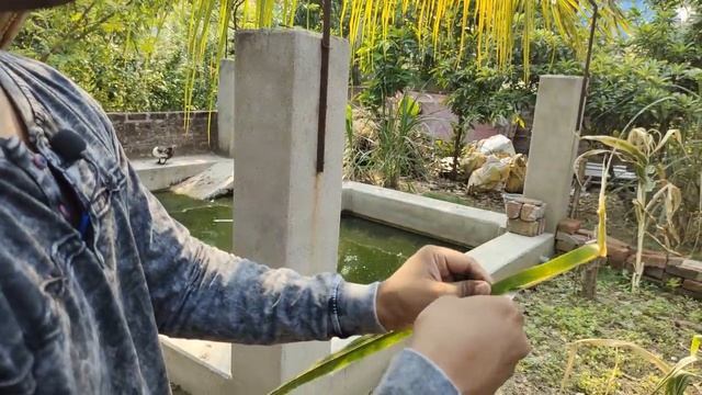 Congo African grey parrot and monk parakeet released in there new breeding setup.basona bird aviary смотреть онлайн