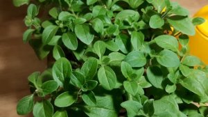 ЛИМОННАЯ КИСЛОТА ДЛЯ ЧЕРЕНКОВ ПЕТУНИИ. ЗАЧЕМ СТОИТ ПОЛИТЬ РАСТЕНИЯ ЛИМОННОЙ КИСЛОТОЙ.