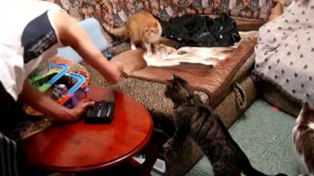 КОТИКИ и БОЛЬШАЯ МУХА смотреть онлайн