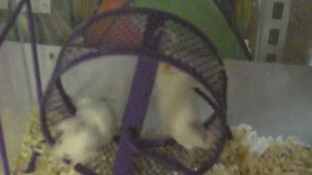 Mice смотреть онлайн