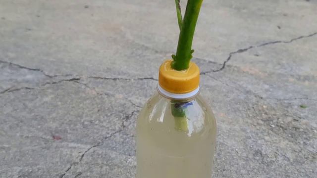 How to cut avocado to grow roots 100% onion root help смотреть онлайн