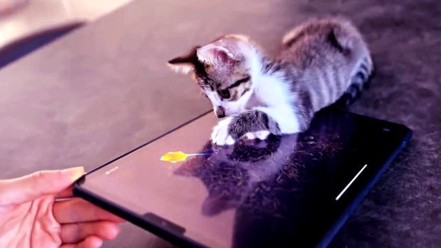 Очень милый котёнок смотреть онлайн