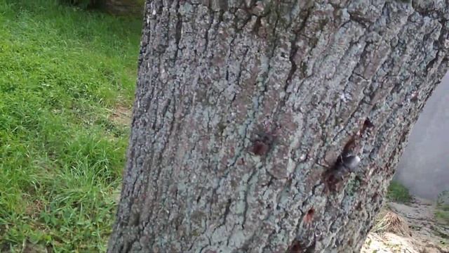 Видео не по теме. Нашествие жуков из "красной книги" около моего дома! смотреть онлайн