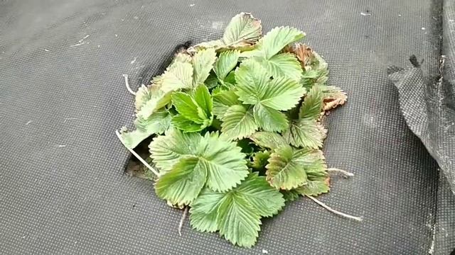 Земляника в теплице и на улице. смотреть онлайн