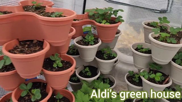 DOLLAR TREE'S GREENHOUSE HACK AND ALDI'S GREENHOUSE UPDATE. #aldishopping #dollartree #hacks