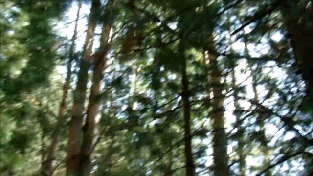 #Поход в кедровую аллею на #мотоблоке #Природа Урала Сельское #подворье на #Урале смотреть онлайн