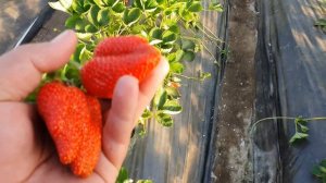 Почему я занялся клубникой?. Сорт Брилла.