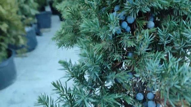 обзор на можжевельник прибрежный шлягир (Juniperus conferta Schlager) посадка и уход . смотреть онлайн