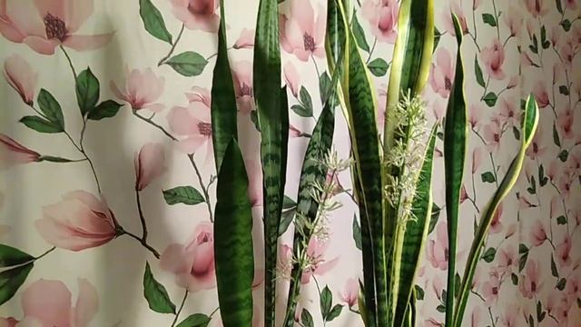 Сансевиерия зейланика и сансевиерия лауренти, зацвели Sansevieria Blooms.