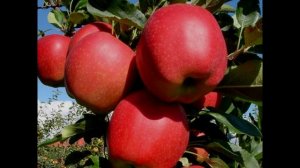 Яблоки, характеристика сорта Гала и клон Гала маст