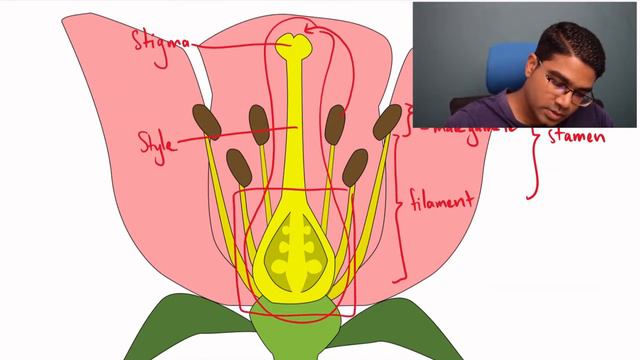 Structure Of A Flower