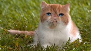 Козодой обыкновенный. Песня козодоя обыкновенного. Говорящий кот рассказывает о козодое.