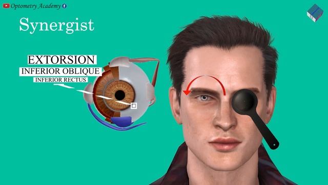 Agonist, Synergist, Antagonist and Yoke muscle of Eye | Cardinal direction of gaze смотреть онлайн