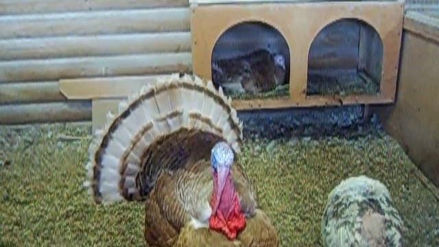 Зоопарк индюков | 8 916 - 702-11-08 Москва смотреть онлайн