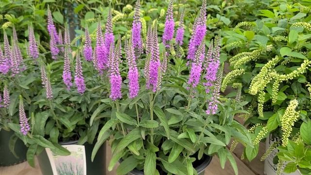 Veronica 'Lavender Lightsaber' (Spiked Speedwell) // Superb Upright Growing, COLORFUL  Perennial?