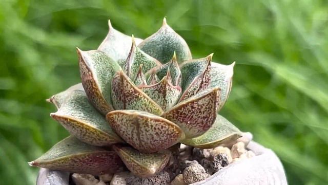 Echeveria Purpusorum смотреть онлайн
