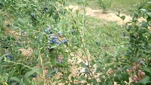 Голубика садовая. Сорт Блюкроп! смотреть онлайн