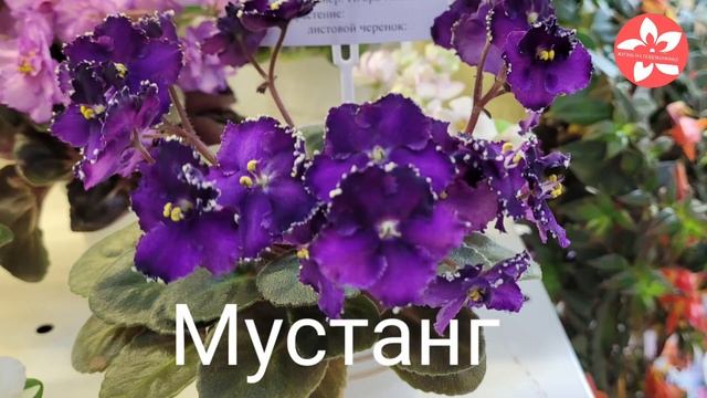 Красивейшие сорта фиалок с выставки в Доме Фиалки в Москве смотреть онлайн