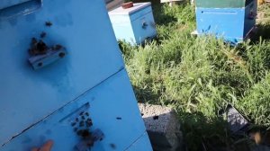 Сколько мёда принесла одна семья на белой акации 3 часть.