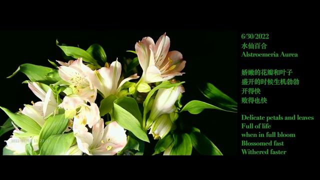 All can be time-lapse - Alstroemeria Aurea / 万物可延时——水仙百合 смотреть онлайн