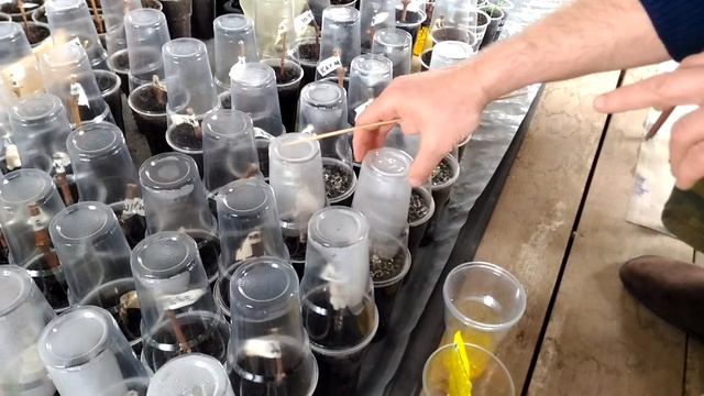 Гидрогель и саженцы винограда. Отличный вариант применения для прорастания виноградных почек. смотреть онлайн