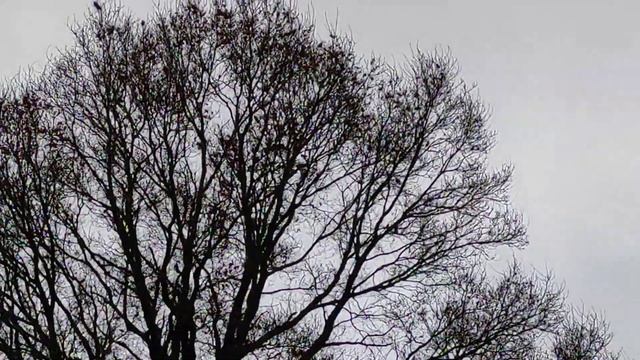 Перелётные птицы смотреть онлайн