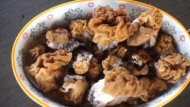 Строчки - первые весенние грибы смотреть онлайн