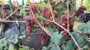 ВИНОГРАД СЕЛЕКЦИИ ШАПОВАЛОВА - КЛУБНИЧНЫЙ