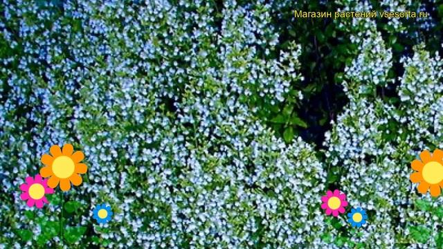 Душевик котовниковый Блю Клауд. Краткий обзор, описание характеристик calamintha nepeta Blue Cloud смотреть онлайн