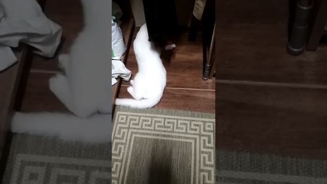 White cat playing Milord .Белый британец. смотреть онлайн