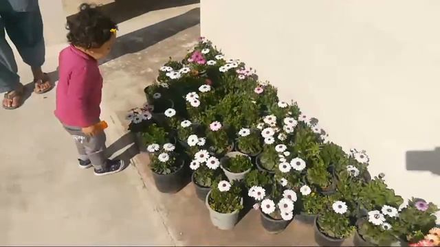 Mesembryanthemum Osteospermum Daisy Live смотреть онлайн