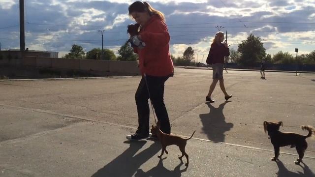 Тайгер - тренировка смотреть онлайн