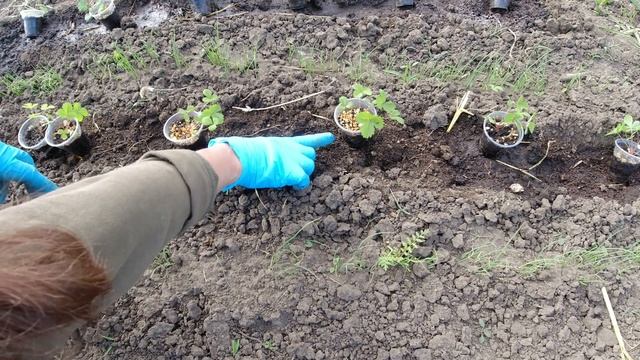 Рассада клубники из семян смотреть онлайн