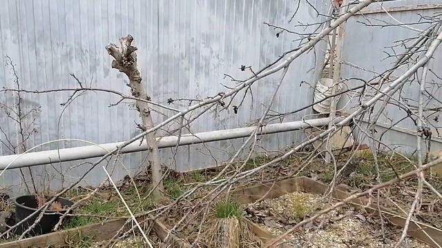 обновленные клумбы и планы по улучшению участка смотреть онлайн