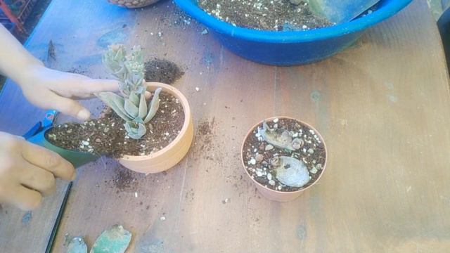 CRASSULA GARNET LOTUS BAKIMI Sukulent Tür Tanıtımları смотреть онлайн